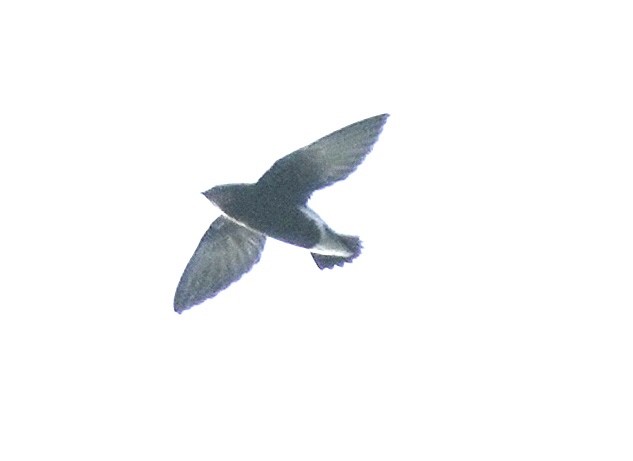 Silver-backed Needletail - ML281088891