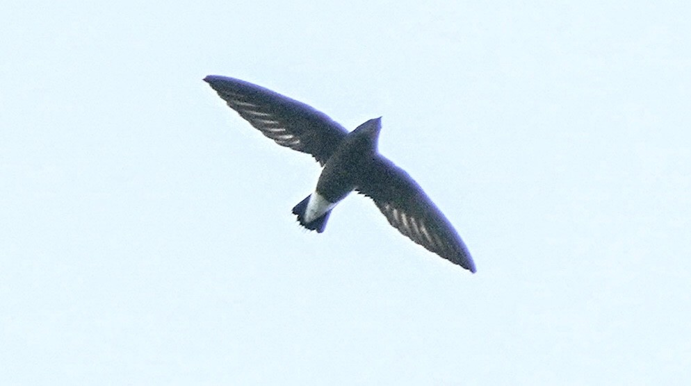 Silver-backed Needletail - ML281088911