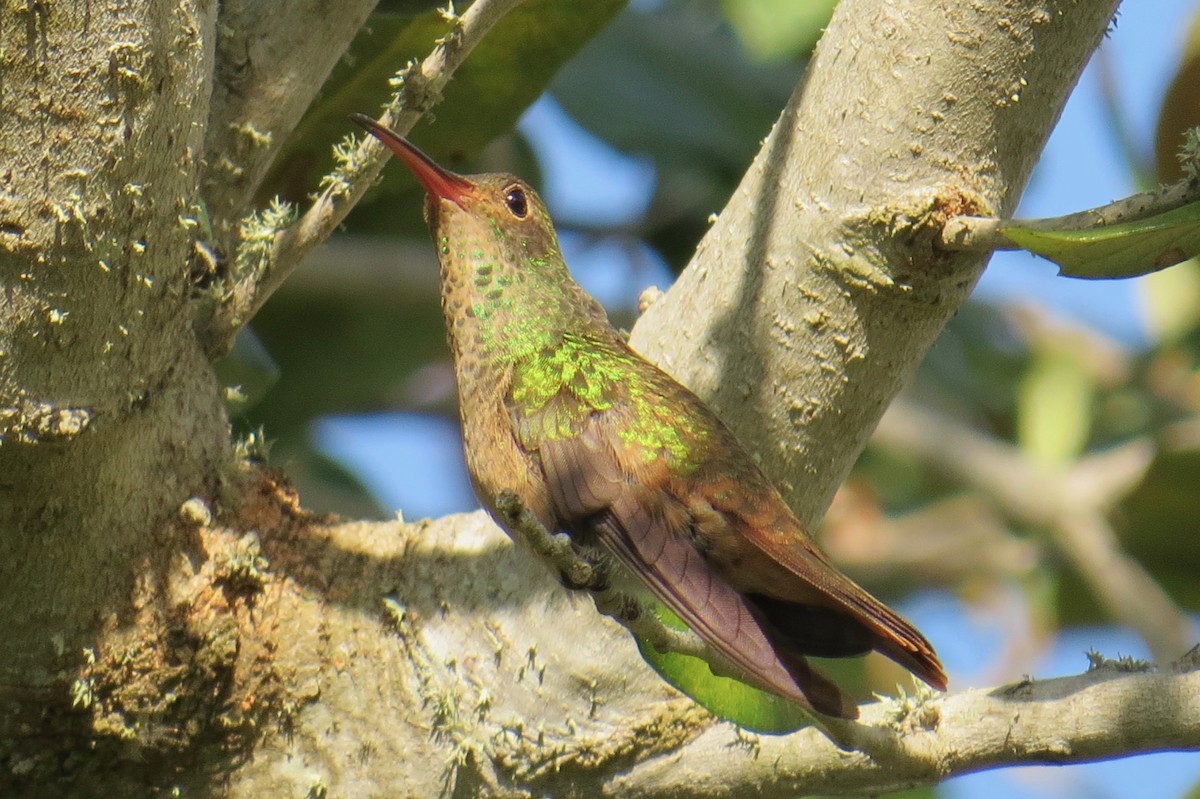 Buff-bellied Hummingbird - ML281089501