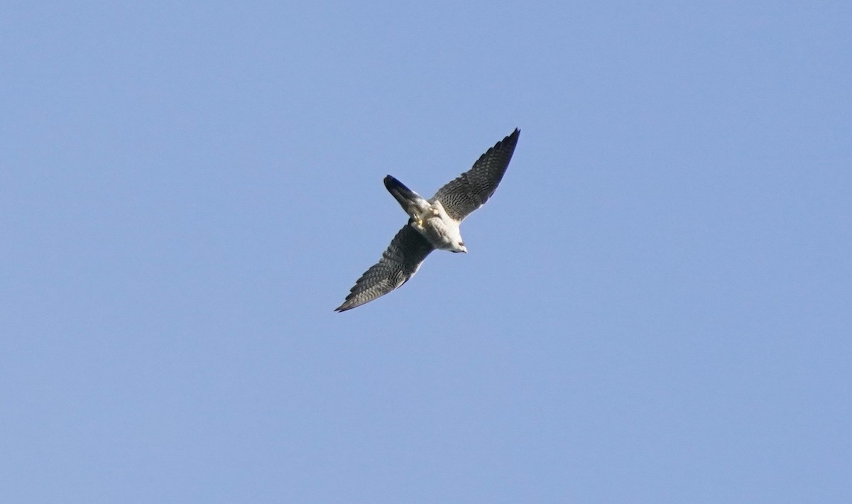 Peregrine Falcon - ML281089621