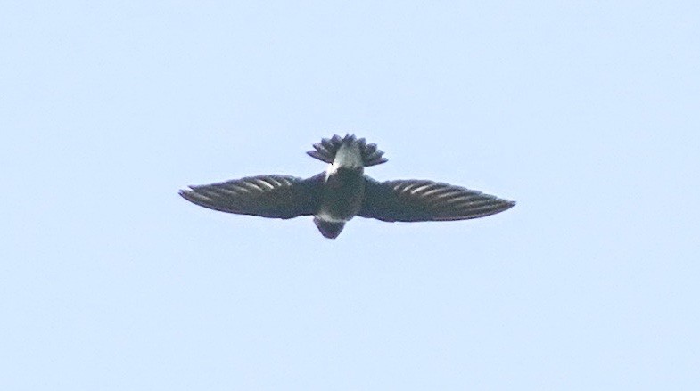 Silver-backed Needletail - ML281089871