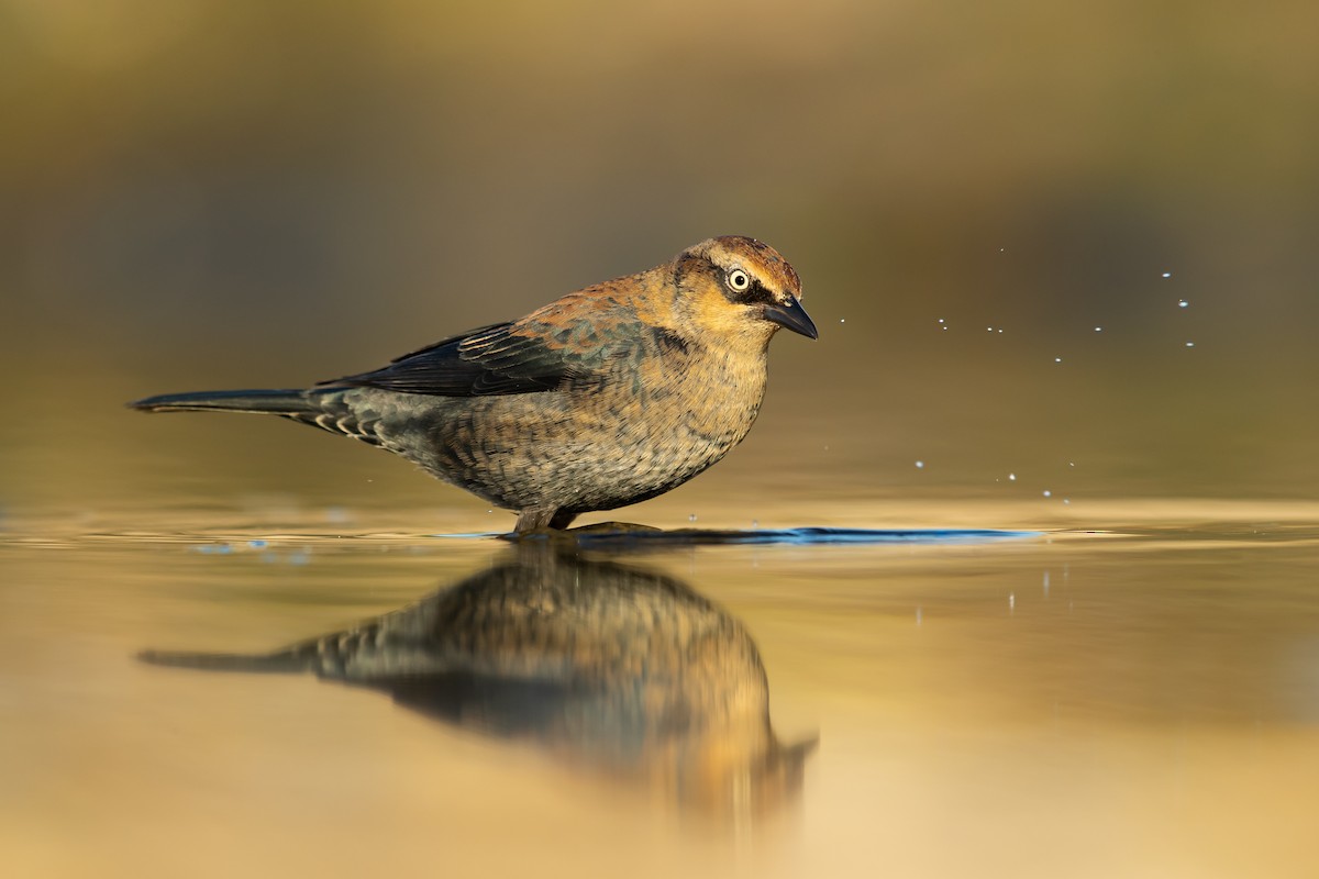 Rusty Blackbird - ML281089901