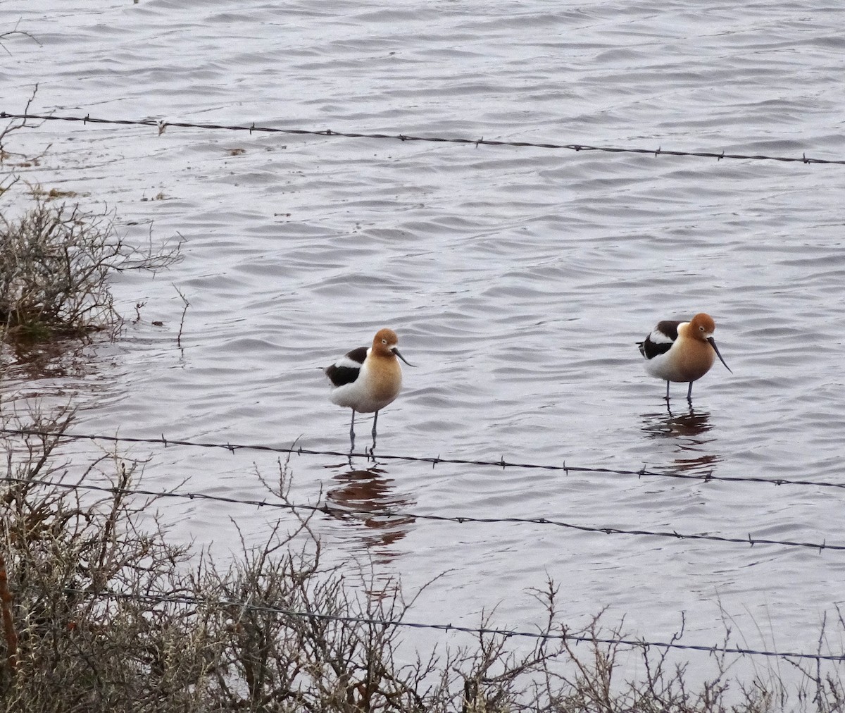 American Avocet - ML28109121