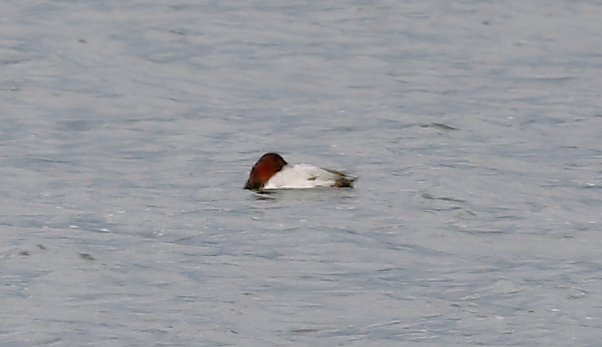 Canvasback - ML281091851