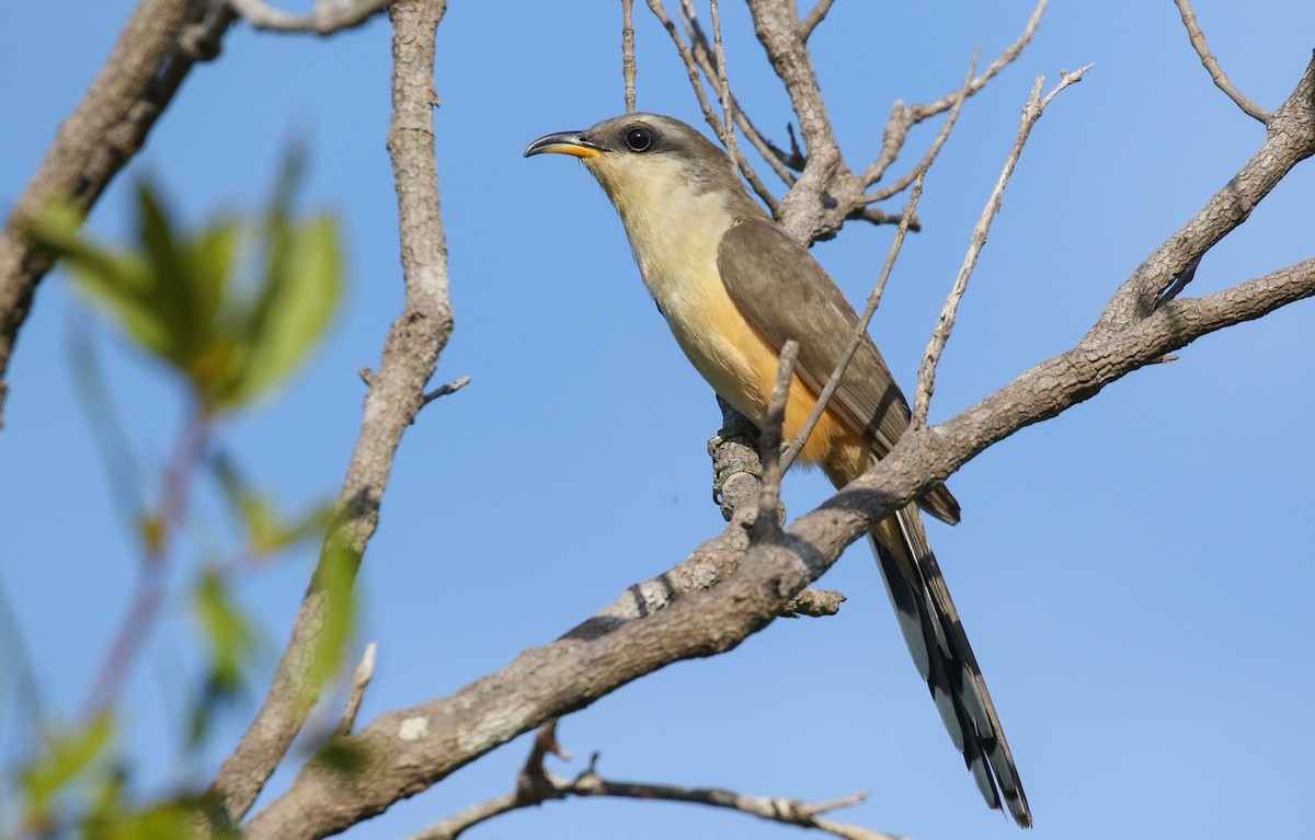 Mangrove Cuckoo - ML281091861