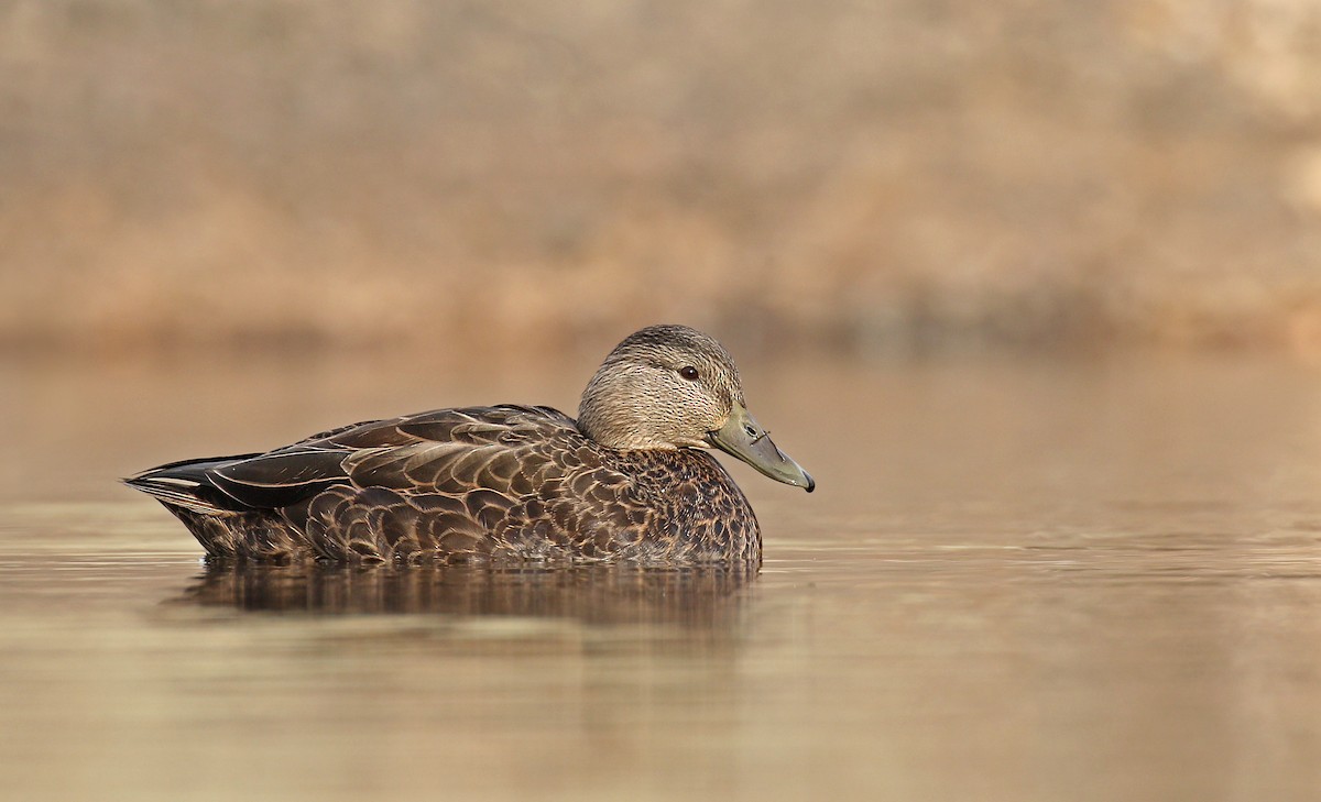 Canard noir - ML281092601