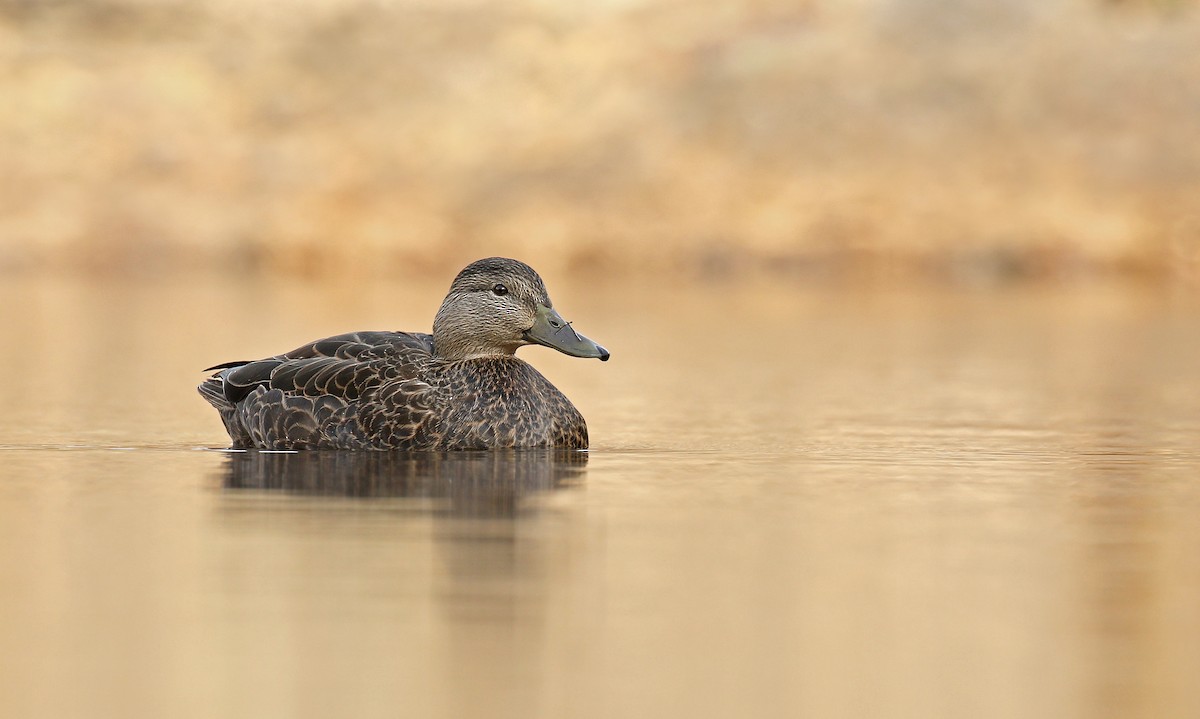 Canard noir - ML281092611