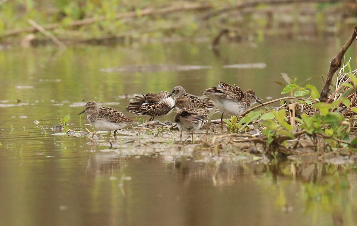 Least Sandpiper - ML28109311