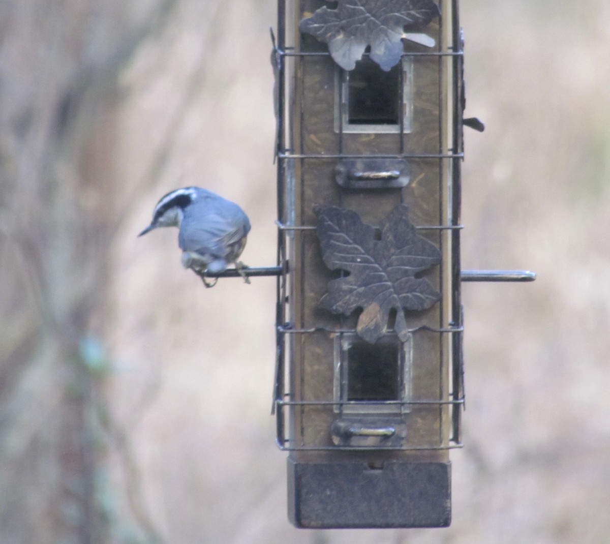 Red-breasted Nuthatch - ML281093291