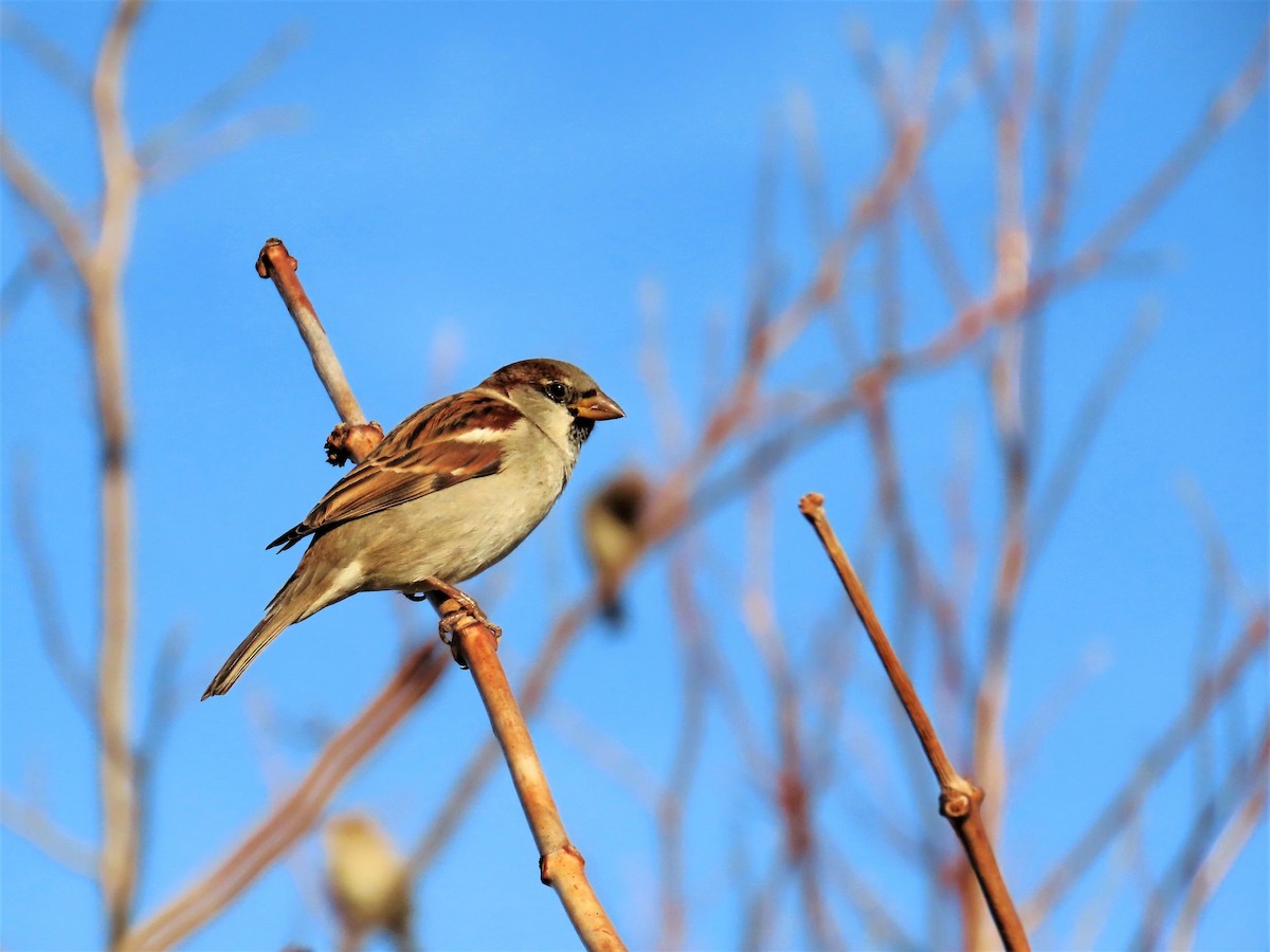 House Sparrow - ML281094141