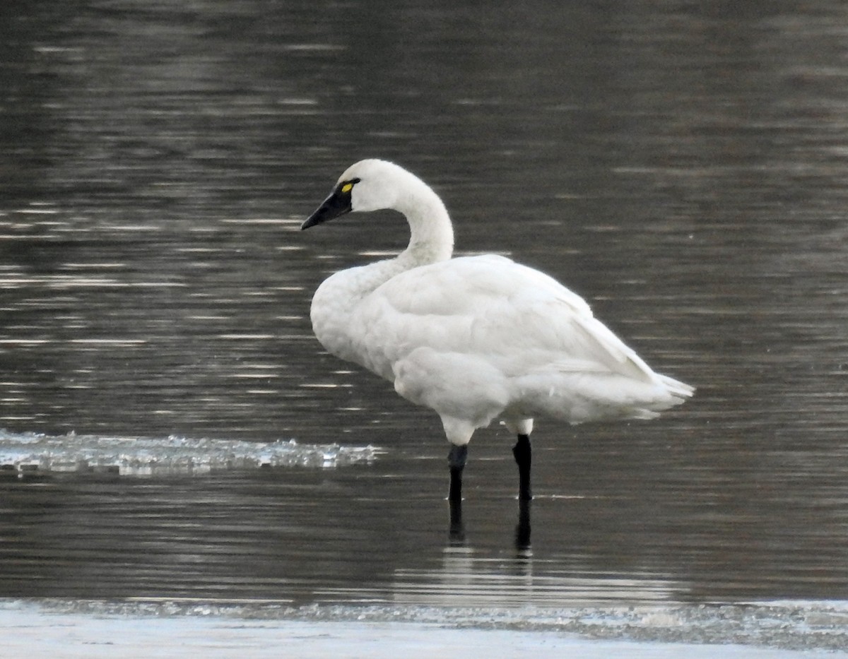 Tundra Swan - ML281095731