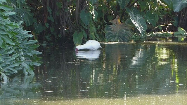 African Spoonbill - ML281098511