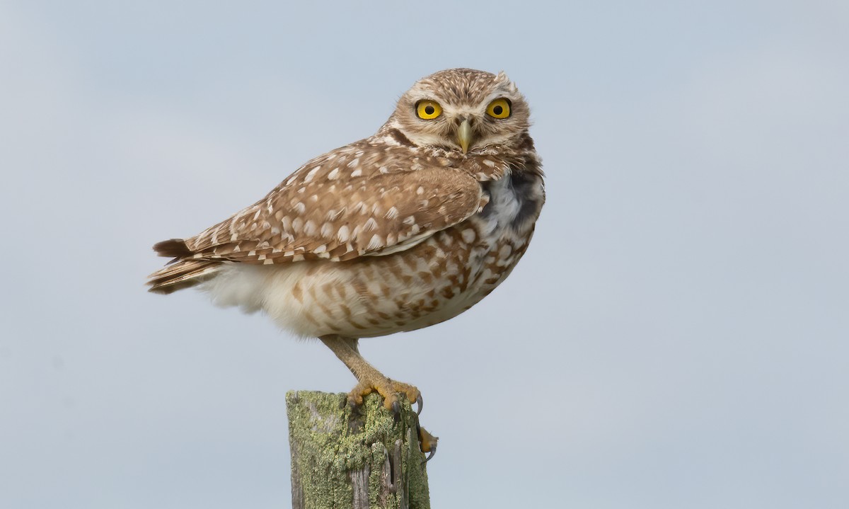 Burrowing Owl - Michael Pelc