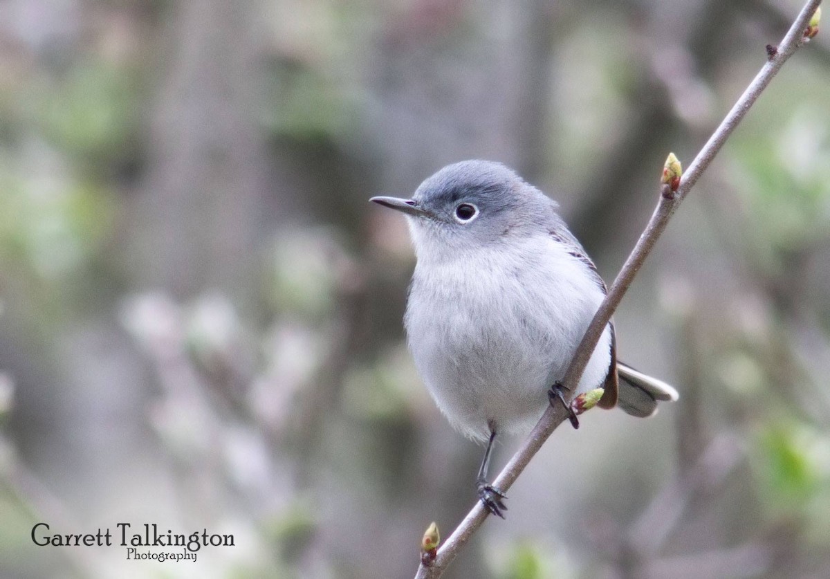 Blue-gray Gnatcatcher - ML28110101