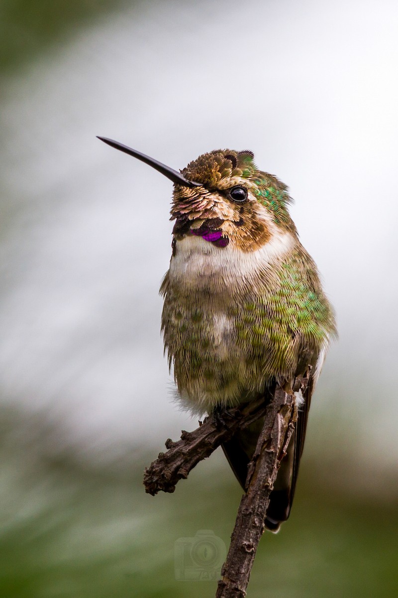 Costa's Hummingbird - ML281101671