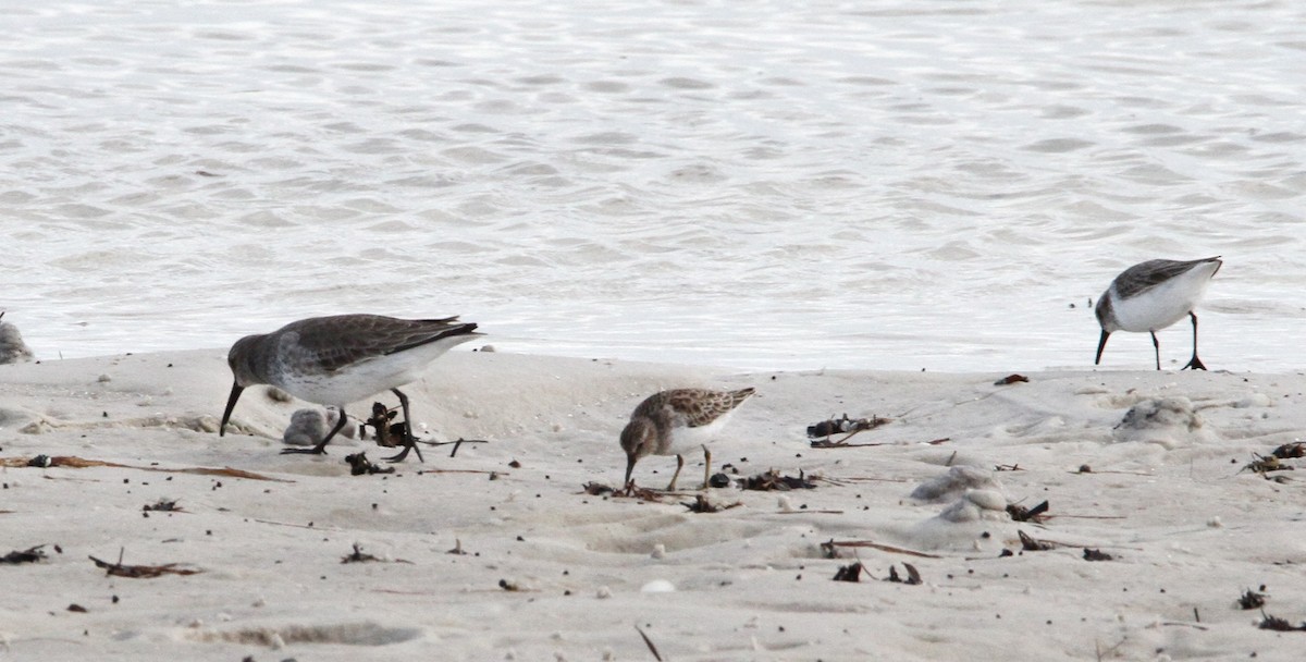 Least Sandpiper - ML281101731