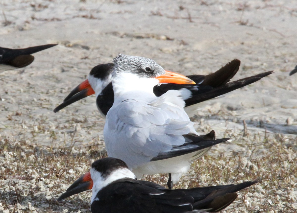 Caspian Tern - ML281101891