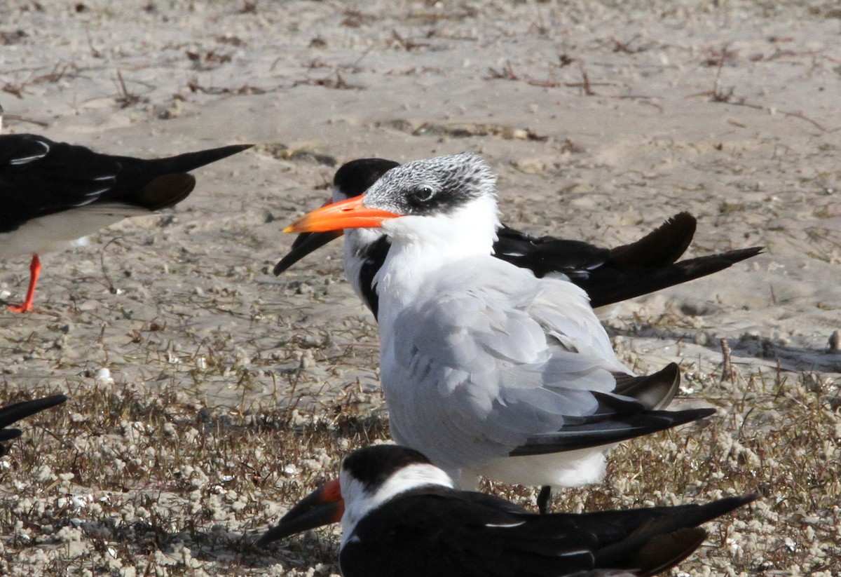 Caspian Tern - ML281101921