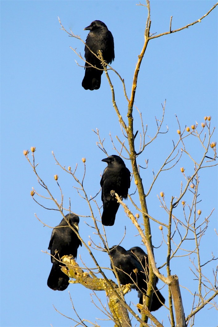 American Crow - ML281101961