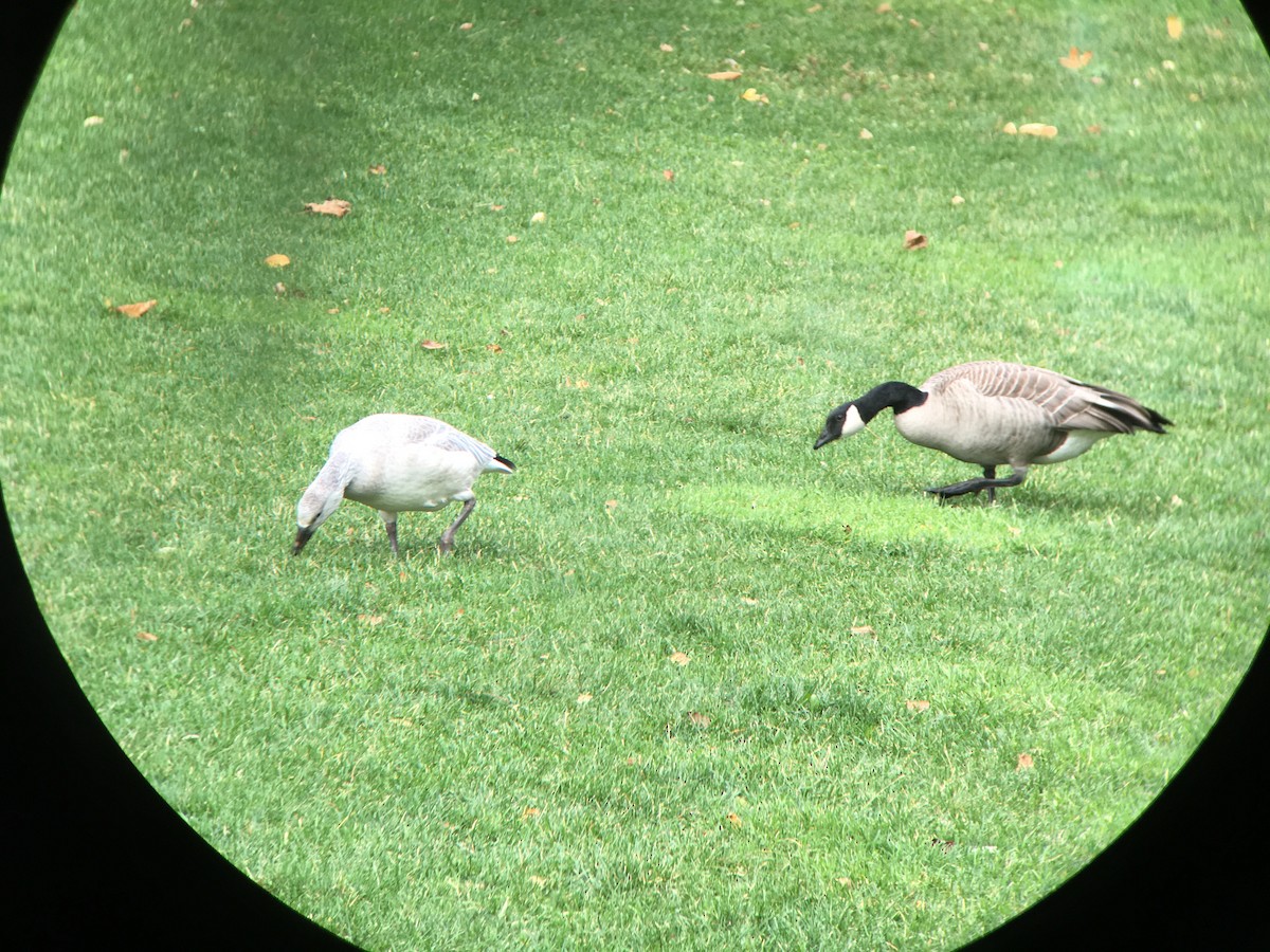 Snow Goose - ML281103381