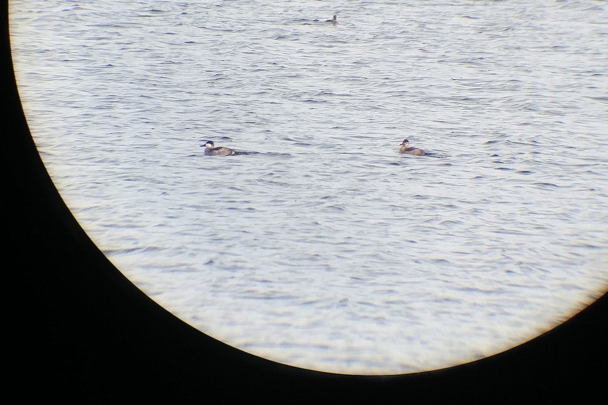 Ruddy Duck - ML281104381