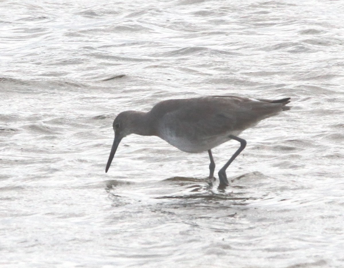 Willet - ML281104641