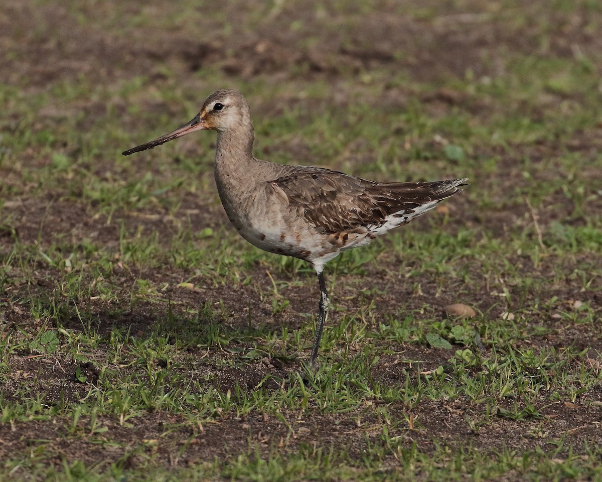 Hudsonian Godwit - ML281104761