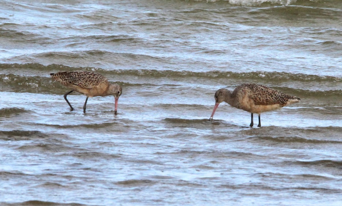 Marbled Godwit - Dale & Margaret Raven