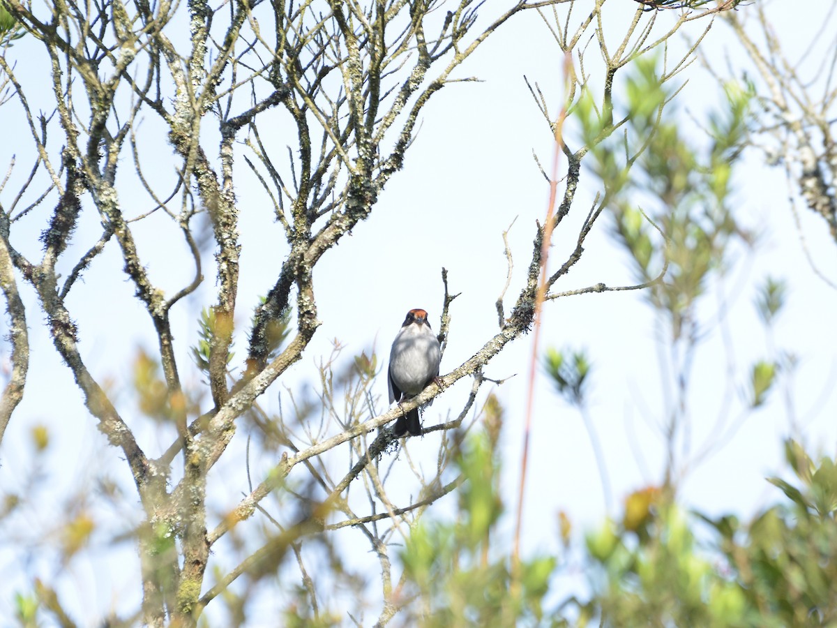 Antioquia Brushfinch - ML281107911