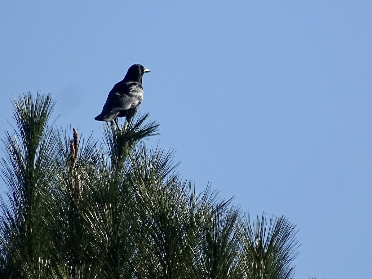 American Crow - ML281108271