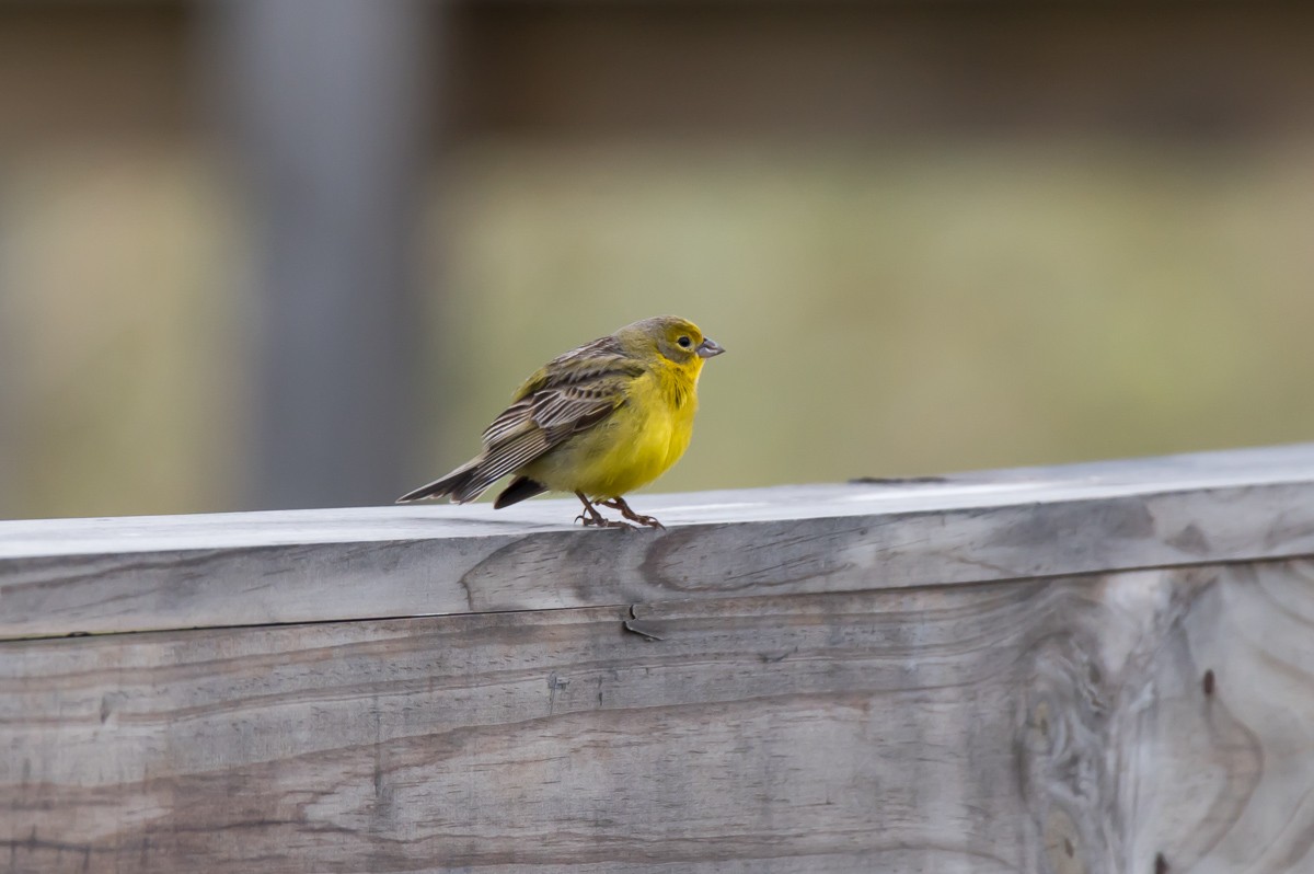 Grassland Yellow-Finch - ML281109231