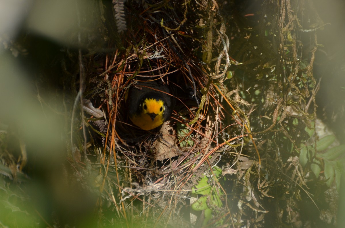 Golden-fronted Redstart - ML281109471