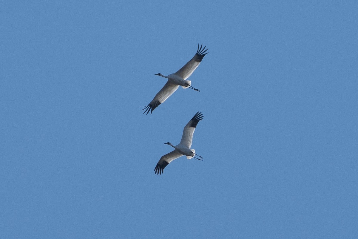 Whooping Crane - Heather Mall