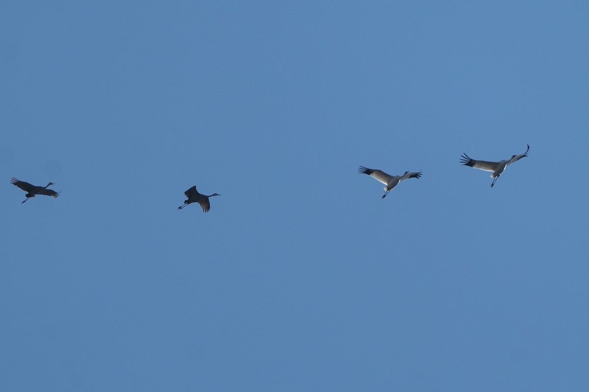 Whooping Crane - ML281109741