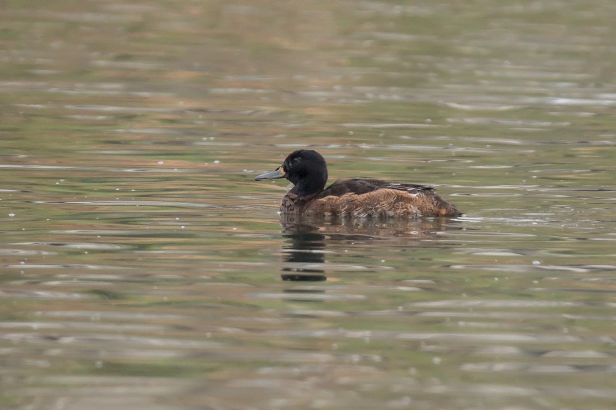 Black-headed Duck - ML281112201