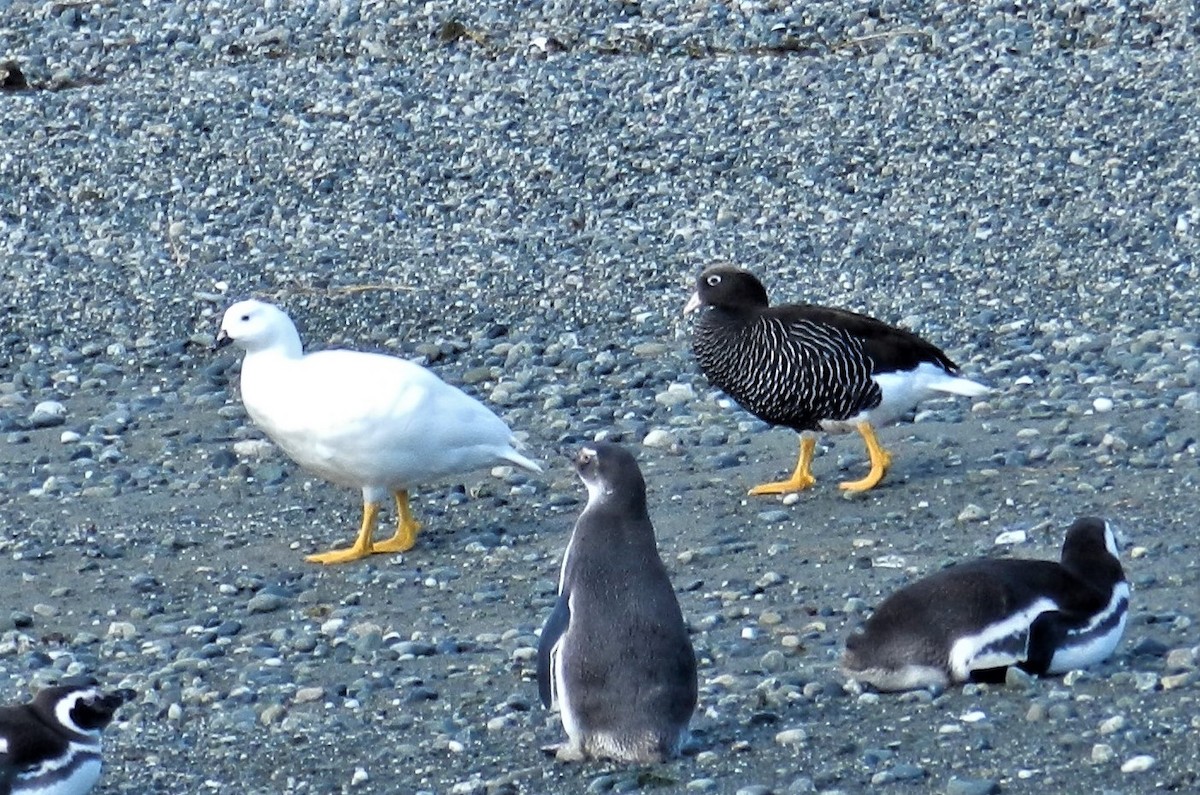 Kelp Goose - ML281114821