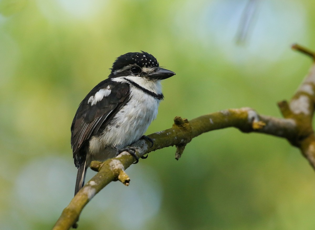 Pied Puffbird - ML281115161