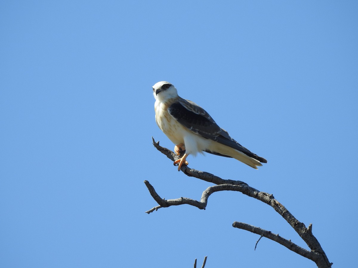 Black-shouldered Kite - ML281116341