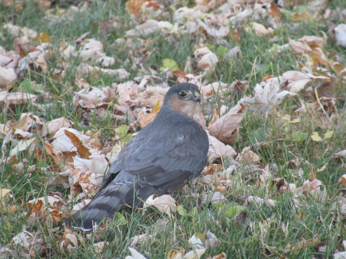 Sharp-shinned Hawk (Northern) - ML281117861