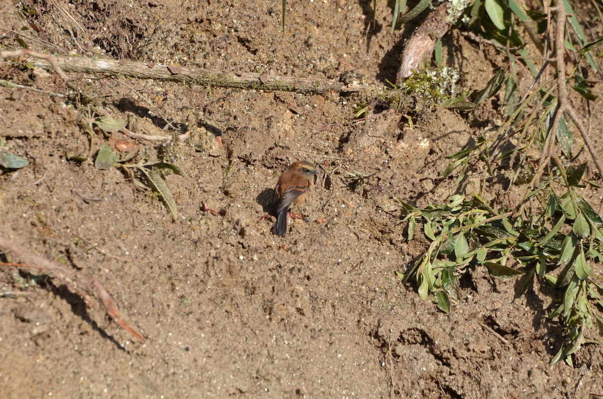 Brown-backed Chat-Tyrant - ML281119221