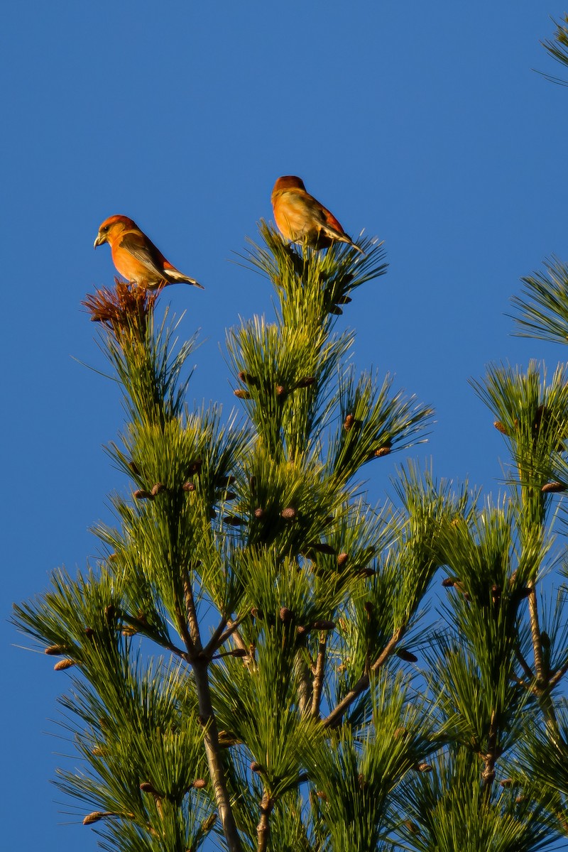 Red Crossbill - ML281119651