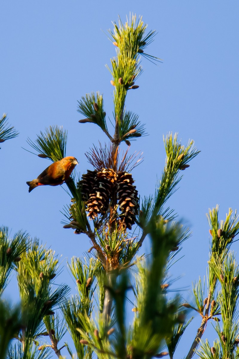 Red Crossbill - Donald Dixon