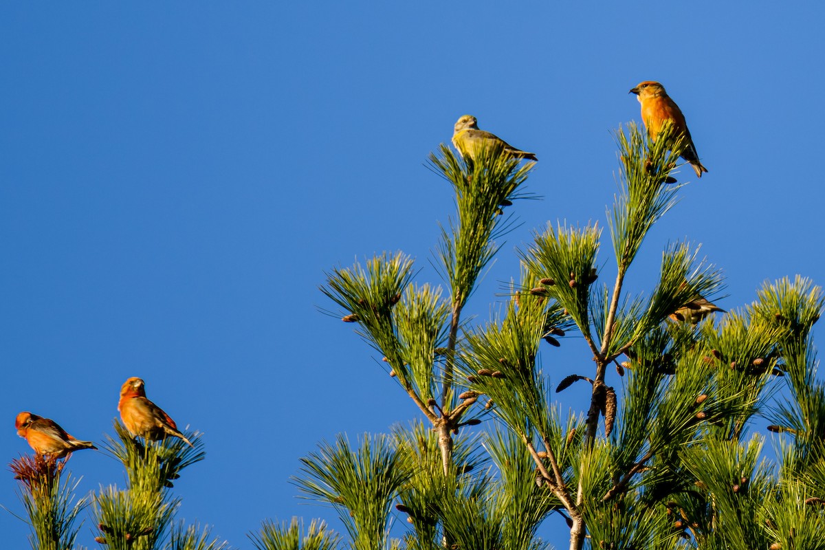 Red Crossbill - ML281119671