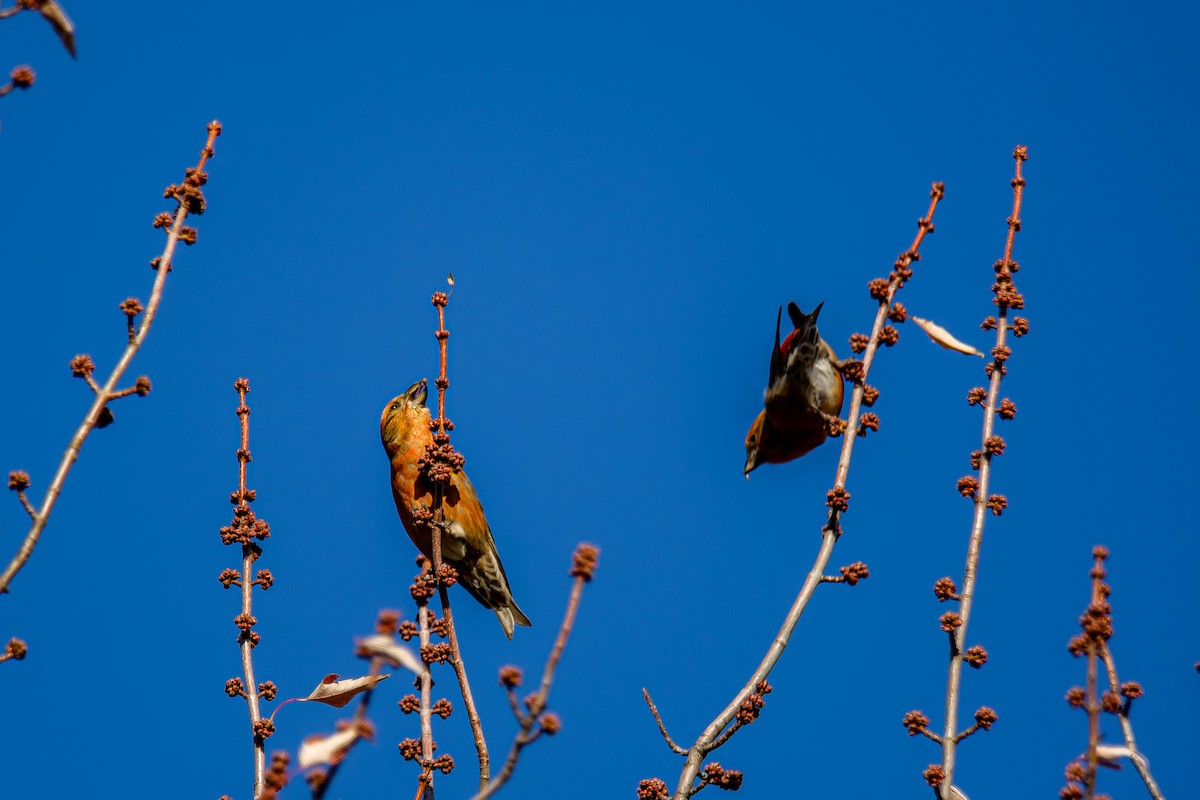 Red Crossbill - Donald Dixon