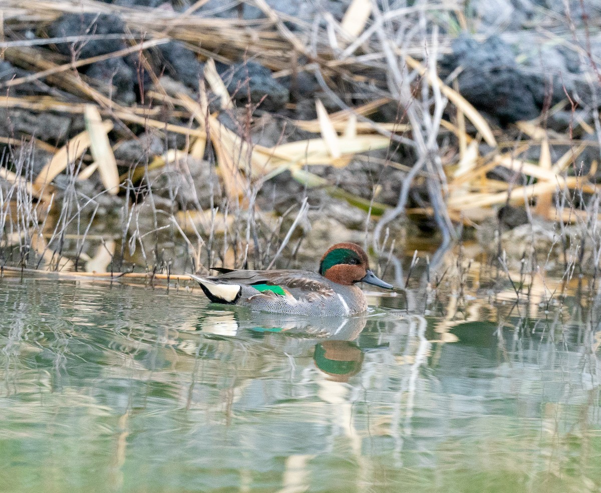 Green-winged Teal - ML281119781