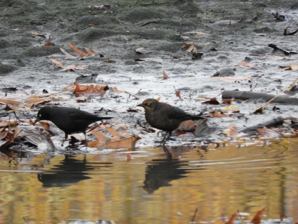 Rusty Blackbird - ML281120271