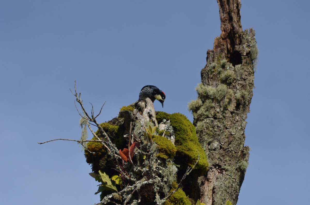 Acorn Woodpecker - ML281120531