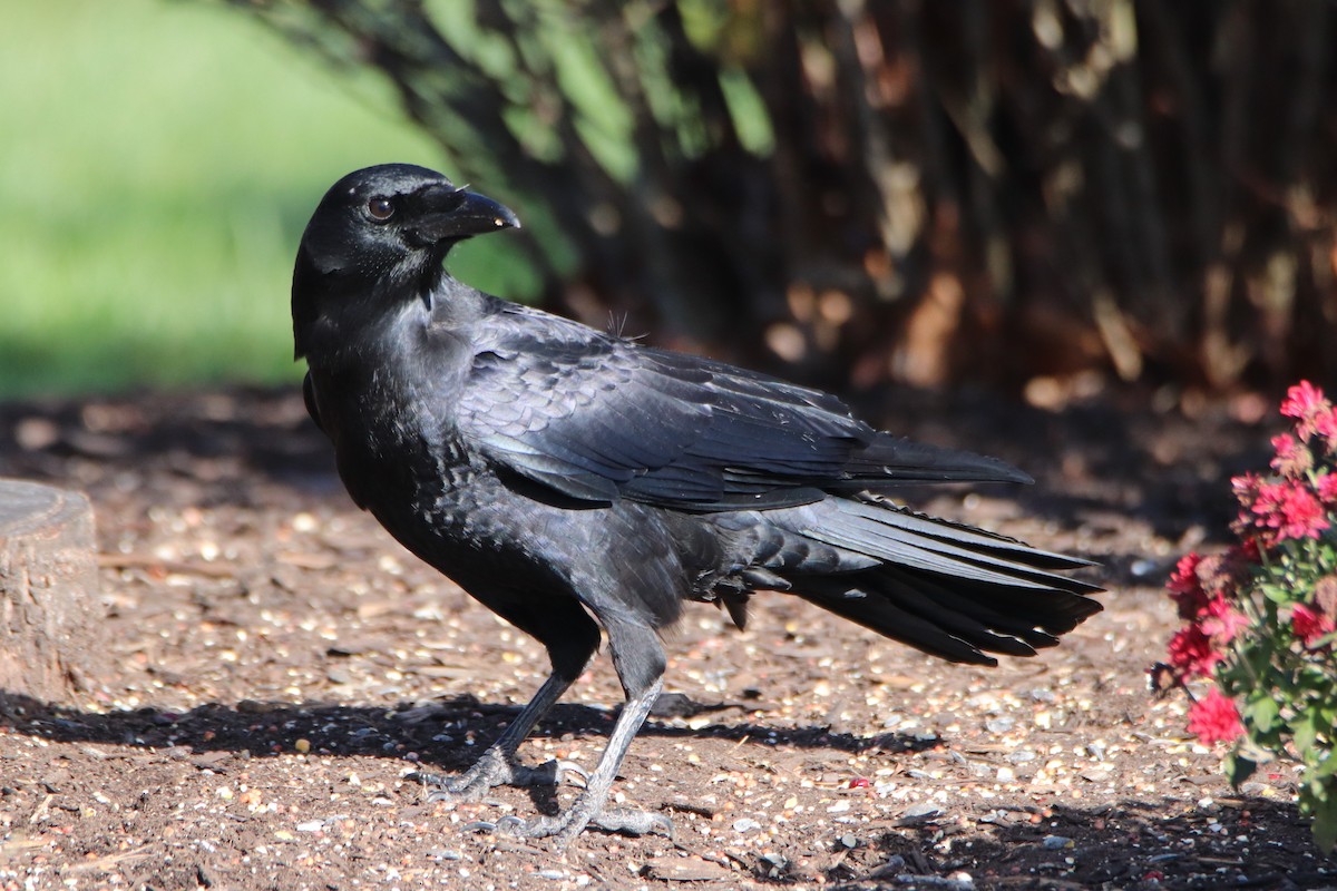 American Crow - ML281121121