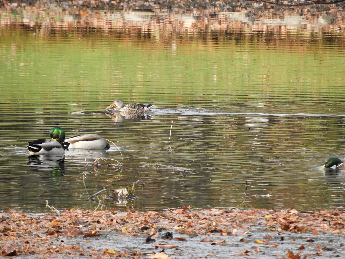 Northern Shoveler - ML281122731