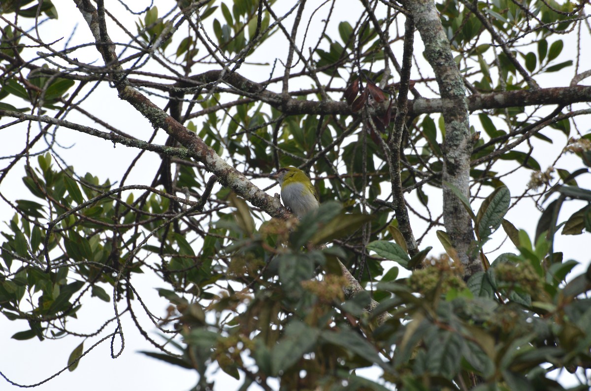 Black-billed Peppershrike - ML281122791